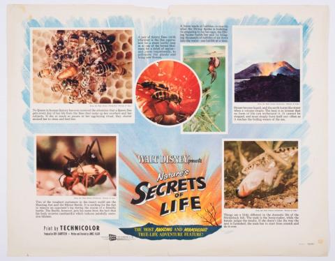 Nature's Secrets of Life Promotional Half-Sheet Photo Poster (1956) - ID: jandisney22225 Walt Disney