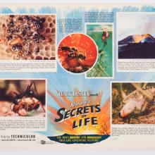 Nature's Secrets of Life Promotional Half-Sheet Litho Poster (1956) - ID: jandisney22224 Walt Disney