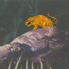 Jonny Quest “Riddle of the Gold” Tiger Production Cel (1964) - ID: mar23413 Hanna Barbera